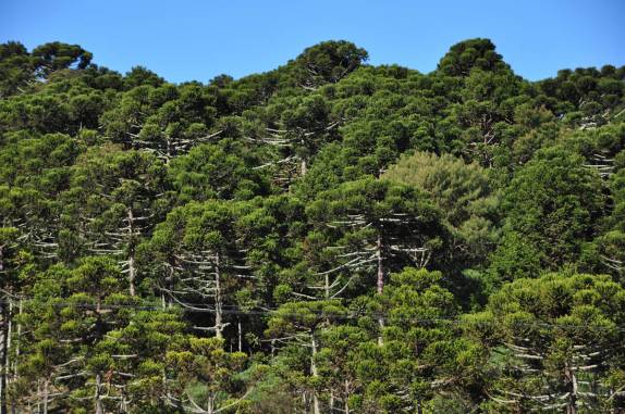 Floresta de araucárias em São José dos Ausentes - RS